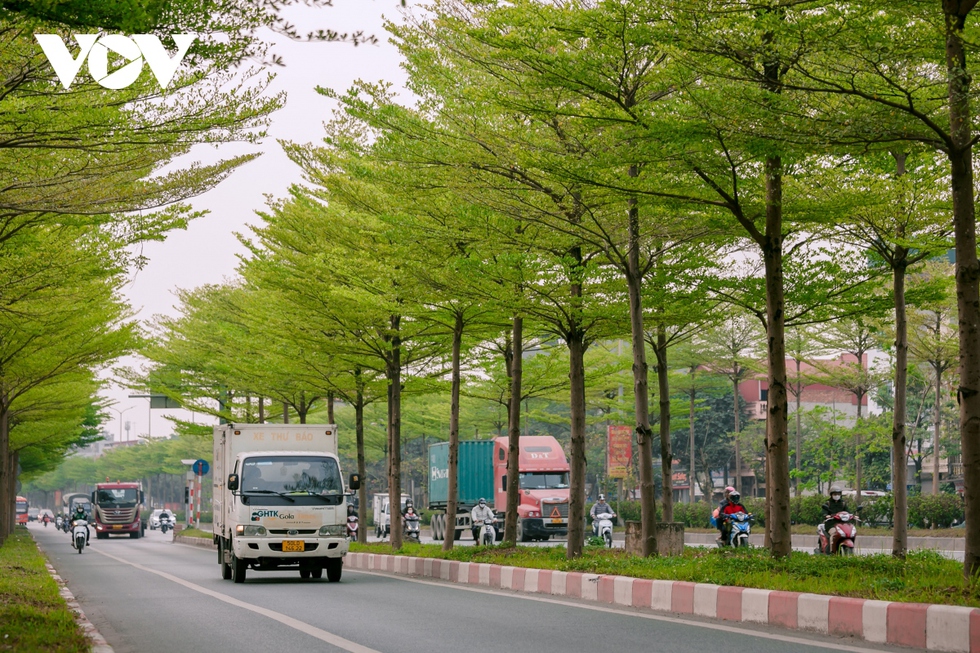 Đường phố Hà Nội đẹp ngỡ ngàng dưới những hàng cây bàng lá nhỏ xanh mơn mởn - Ảnh 4.