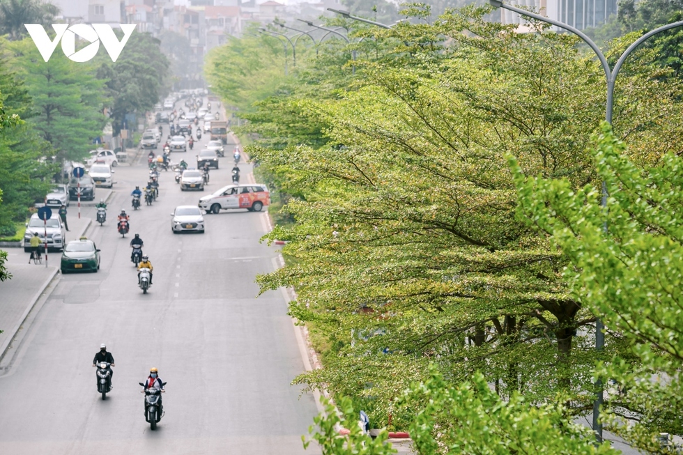 Đường phố Hà Nội đẹp ngỡ ngàng dưới những hàng cây bàng lá nhỏ xanh mơn mởn - Ảnh 12.