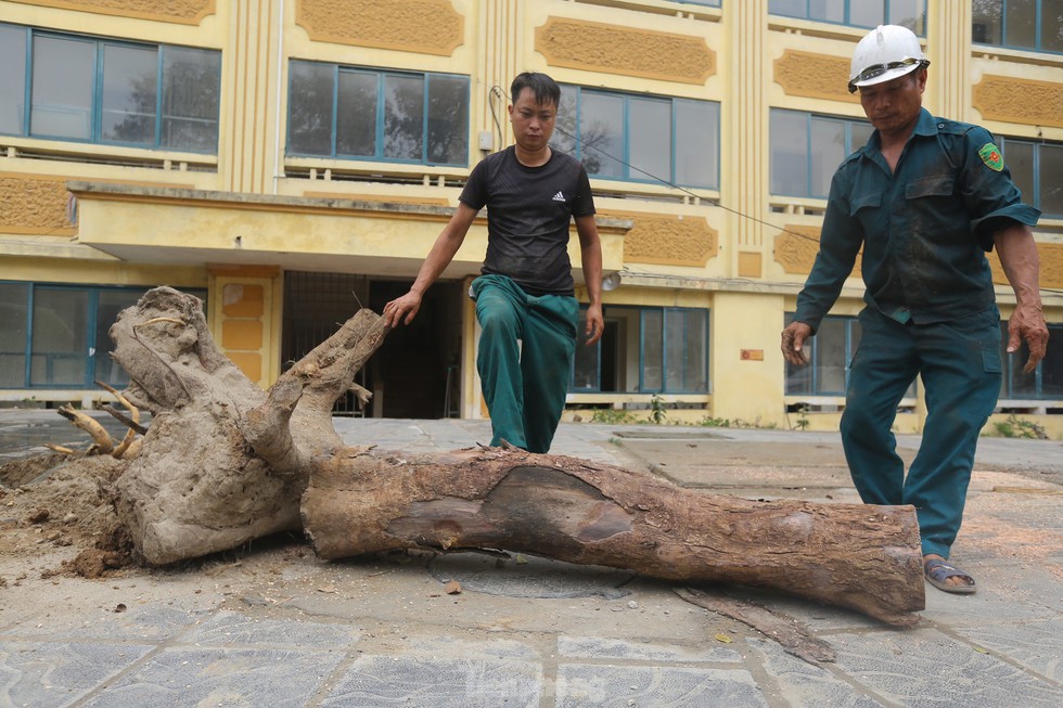 Hà Nội: Nhổ bỏ hàng cây tiền tỷ chết khô trên đường Huỳnh Thúc Kháng kéo dài - Ảnh 13.