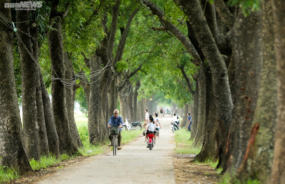 Mùa gặt bình dị ở ngoại thành Hà Nội - Ảnh 1.