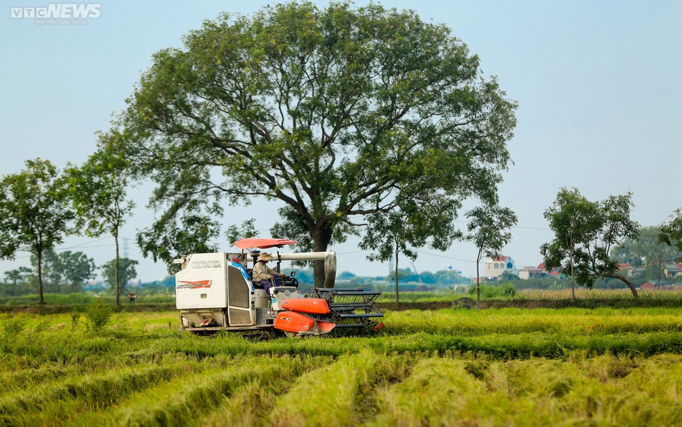 Mùa gặt bình dị ở ngoại thành Hà Nội - Ảnh 5.