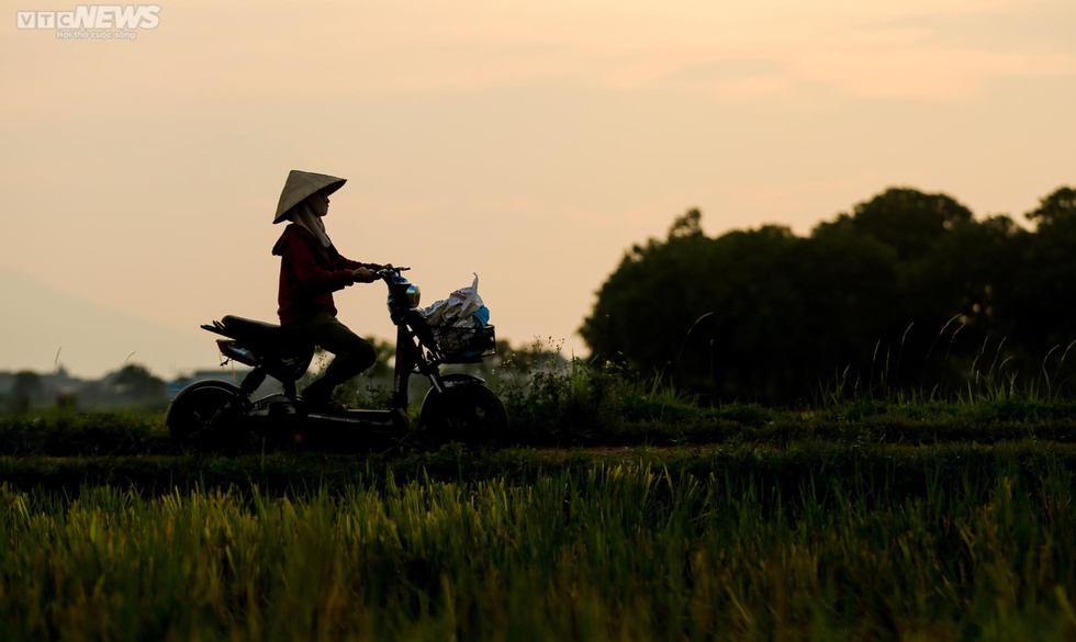 Mùa gặt bình dị ở ngoại thành Hà Nội - Ảnh 11.