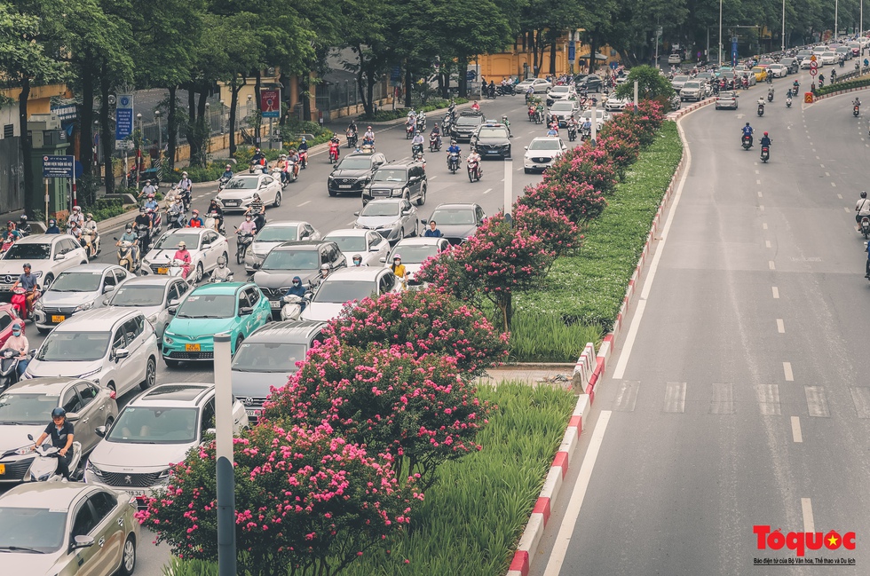 Bỏ phong lá đỏ, Hà Nội có con đường hoa tường vi dài cả cây số - Ảnh 1.