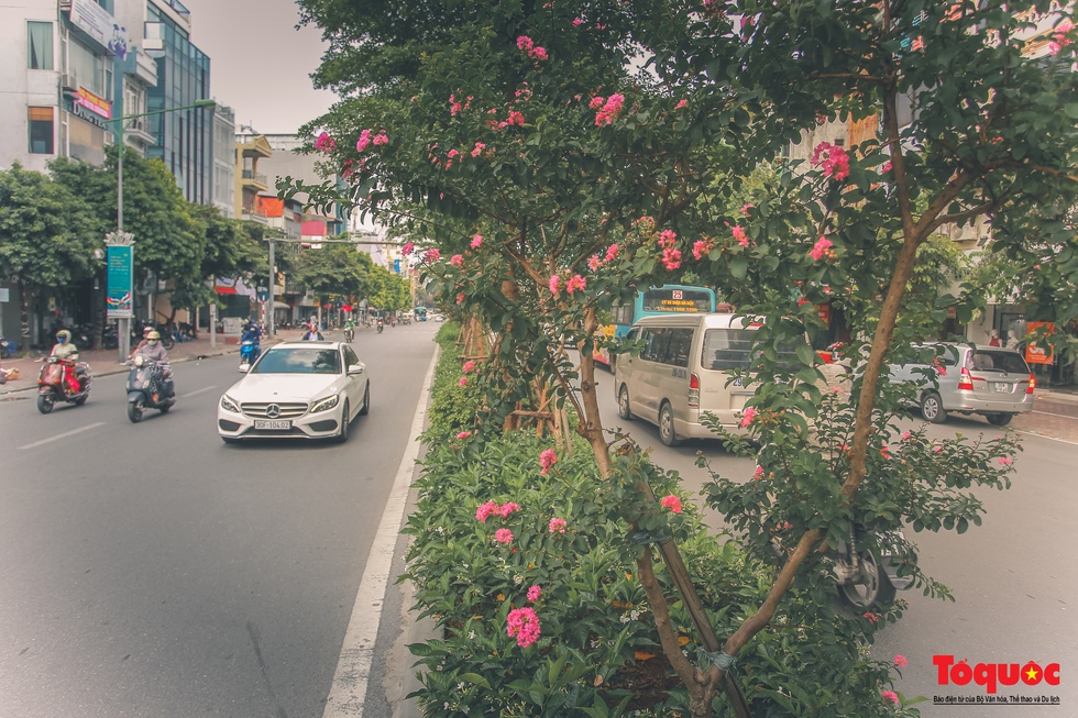 Bỏ phong lá đỏ, Hà Nội có con đường hoa tường vi dài cả cây số - Ảnh 13.