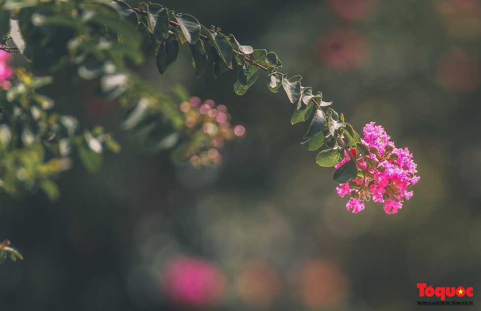 Bỏ phong lá đỏ, Hà Nội có con đường hoa tường vi dài cả cây số - Ảnh 11.