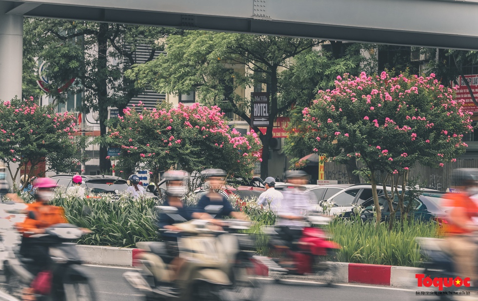 Bỏ phong lá đỏ, Hà Nội có con đường hoa tường vi dài cả cây số - Ảnh 10.