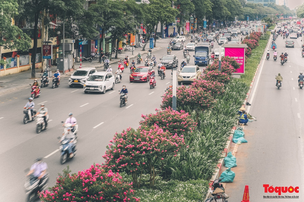 Bỏ phong lá đỏ, Hà Nội có con đường hoa tường vi dài cả cây số - Ảnh 9.