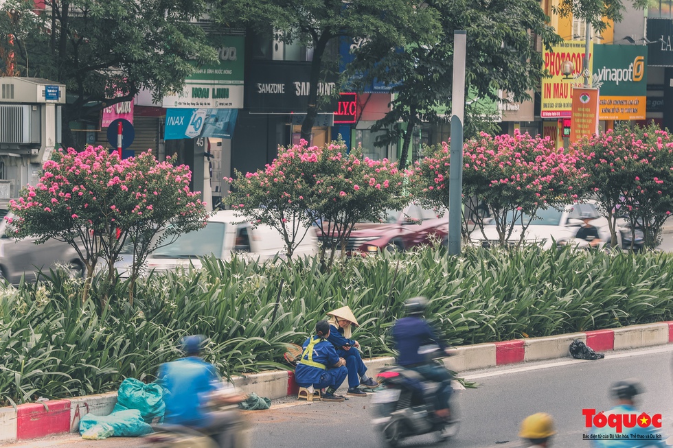 Bỏ phong lá đỏ, Hà Nội có con đường hoa tường vi dài cả cây số - Ảnh 7.