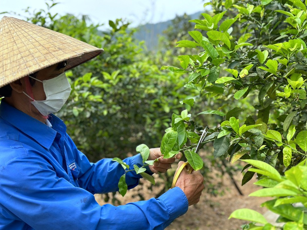 Tranh thủ hái lá cây, người dân kiếm vài trăm nghìn trong buổi sáng - Ảnh 1.