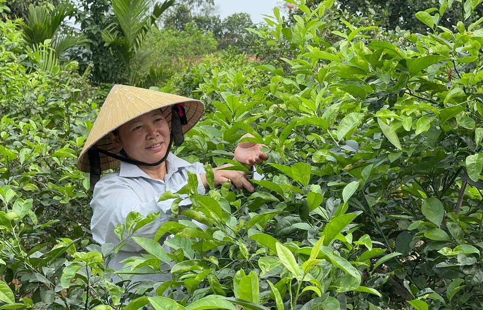 Tranh thủ hái lá cây, người dân kiếm vài trăm nghìn trong buổi sáng - Ảnh 10.