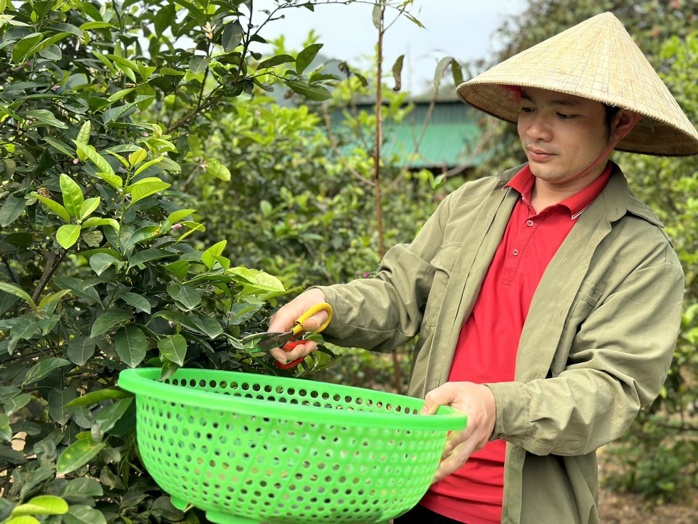 Tranh thủ hái lá cây, người dân kiếm vài trăm nghìn trong buổi sáng - Ảnh 4.