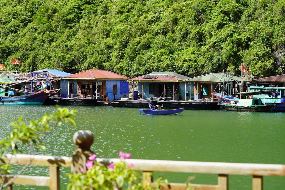 Bảo vật của di sản vịnh Hạ Long đang chìm dần - Ảnh 1.