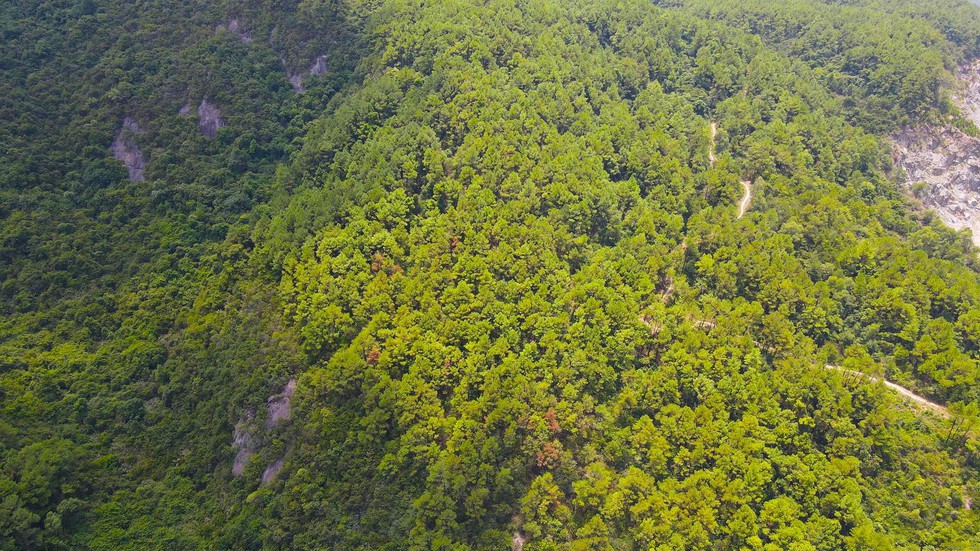 Cận cảnh khu rừng thông 2.000ha trụi lá vì bị sâu róm phá hoại - Ảnh 1.