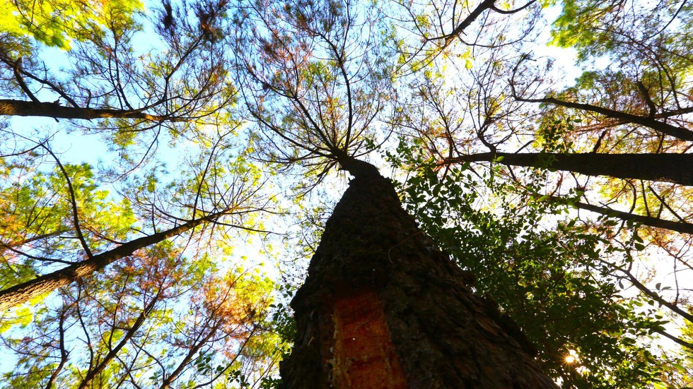 Cận cảnh khu rừng thông 2.000ha trụi lá vì bị sâu róm phá hoại - Ảnh 2.