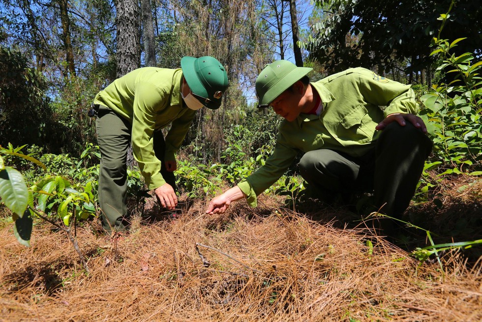 Cận cảnh khu rừng thông 2.000ha trụi lá vì bị sâu róm phá hoại - Ảnh 9.