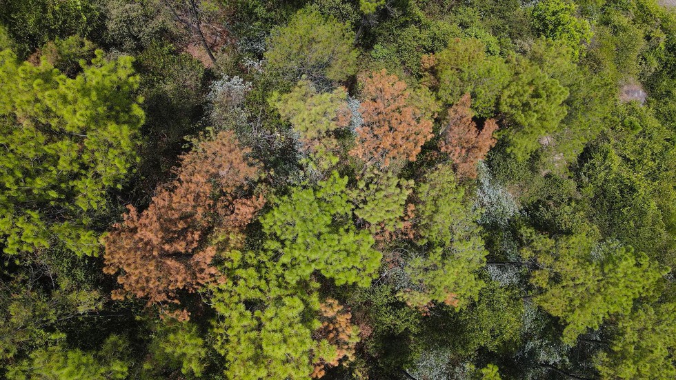 Cận cảnh khu rừng thông 2.000ha trụi lá vì bị sâu róm phá hoại - Ảnh 3.