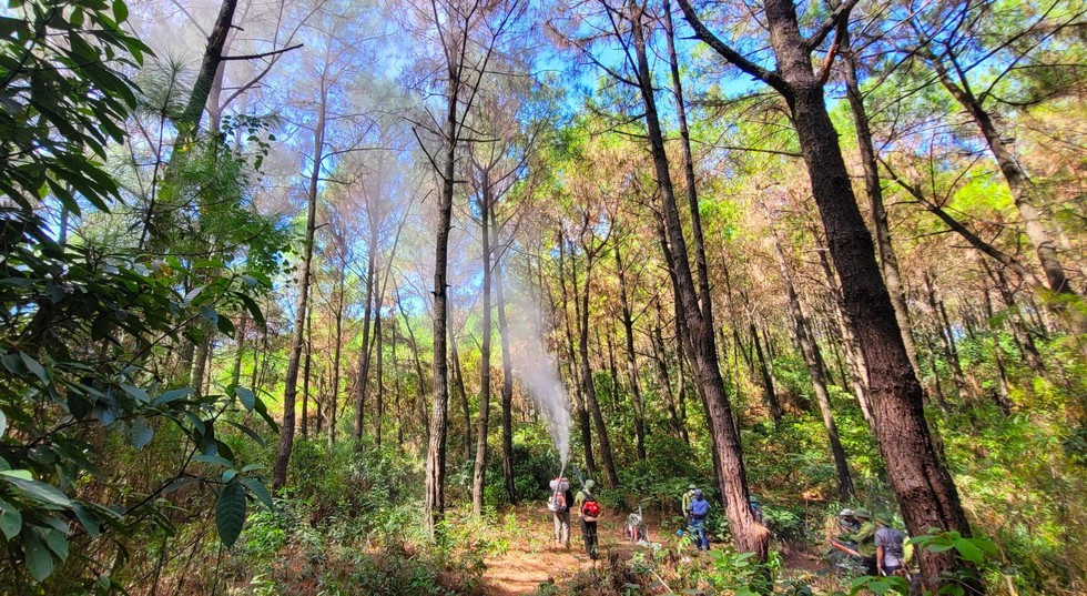 Cận cảnh khu rừng thông 2.000ha trụi lá vì bị sâu róm phá hoại - Ảnh 5.
