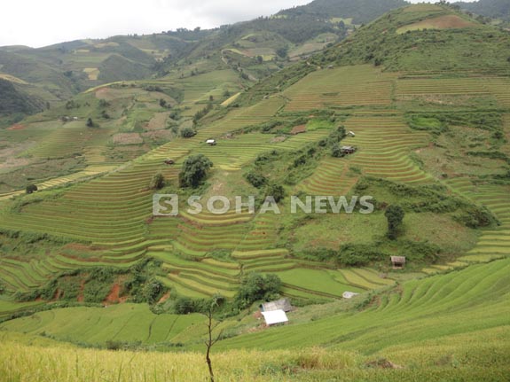 ngan-ngo-ngam-ruong-bac-thang-mu-cang-chai-mua-lua-chin