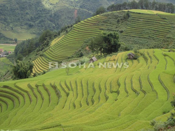 ngan-ngo-ngam-ruong-bac-thang-mu-cang-chai-mua-lua-chin