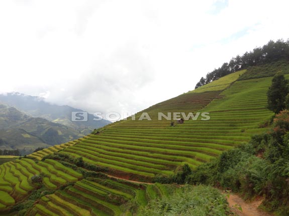 ngan-ngo-ngam-ruong-bac-thang-mu-cang-chai-mua-lua-chin