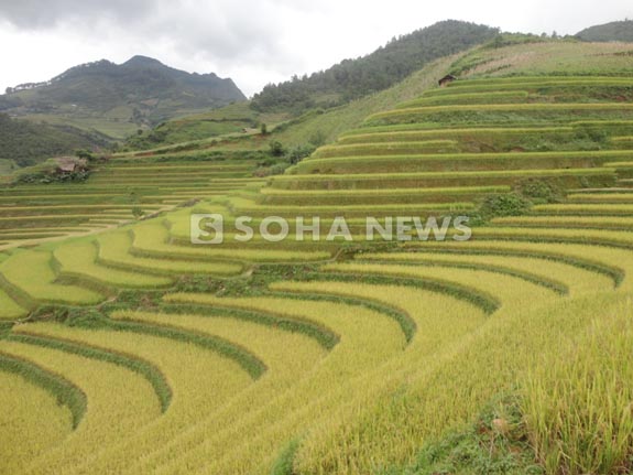 ngan-ngo-ngam-ruong-bac-thang-mu-cang-chai-mua-lua-chin