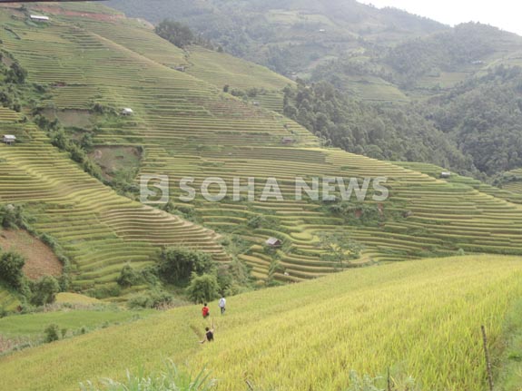 ngan-ngo-ngam-ruong-bac-thang-mu-cang-chai-mua-lua-chin