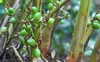 Việt Nam có loại gia vị đắt bậc nhất thế giới, chỉ hơn 10 nước trồng được: Đặc tính dược liệu ấn tượng