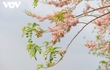 Ngắm rừng hoa đỗ mai hồng rực thu hút giới trẻ ở Bắc Ninh