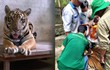 Thảo Cầm Viên bất ngờ thông báo về lần biểu diễn cuối của 1 chú hổ, MXH ngỡ ngàng lo cho "số phận" sau đó
