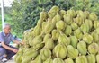 Kết quả kiểm tra chất cấm trong sầu riêng Lâm Đồng