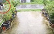 Cây phượng ngã đổ làm dứt dây điện, khiến 2 người bị điện giật tử vong