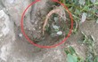 Cây người Việt chỉ ăn lá, ai ngờ rễ mới là “mỏ vàng” hái ra tiền