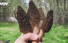 Nấm bụng dê "quý như vàng", giá hơn chục triệu đồng/kg