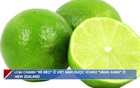 Loại chanh “rẻ bèo” ở Việt Nam được ví như "vàng xanh" ở New Zealand