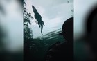 Thợ lặn vô tư bơi lội cùng cá sấu ở biển Mexico