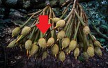 Lần đầu tiên mặt hàng xuất khẩu tỷ USD của Việt Nam có quy trình kiểm soát riêng