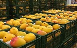 Một ngành hàng của Việt Nam lập kỷ lục tỷ USD chưa từng có, Trung Quốc, Mỹ, Hàn Quốc có đóng góp lớn
