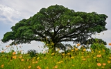 Những cây cổ thụ xanh tốt nghìn năm, 'thách thức' thời gian ở thủ đô Hà Nội