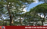 Việt Nam có thể thu về hàng nghìn tỷ đồng nhờ xuất khẩu tín chỉ carbon