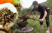 Săn trứng kiến ở miền núi Thanh Hóa, chế biến thành món ngon ít người được nếm