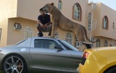 Giới nhà giàu Ả rập và thú nuôi sư tử "sang chảnh"