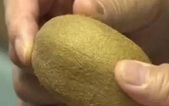 Kiwi "trường thọ", 138 ngày vẫn tươi rói