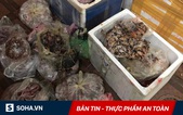 Mỡ bẩn tìm đường vào Hà Nội, chim thối xuất hiện ở Hà Tĩnh, 1 gia đình nguy kịch vì nấm độc