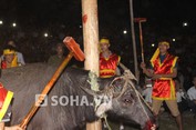 Hãi hùng lễ hội đập đầu trâu đến chết