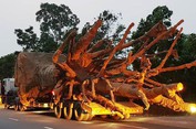 3 cây khủng bị giữ ở Huế