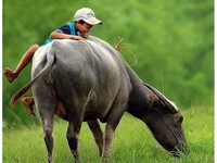 Những lỗi chính tả 'siêu ngớ ngẩn'