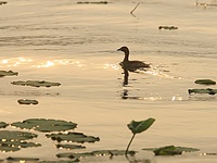 Nỗi đau chim trời