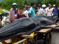 'Bảo vật' răng voi ma mút của dân chơi Hà thành