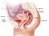 Phát hiện mới về bí quyết trẻ mãi không già