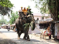 Quảng Nam: Xẻ thịt voi rừng nặng 4 tấn